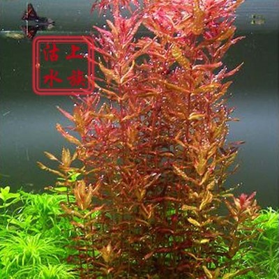 红蝴蝶水草