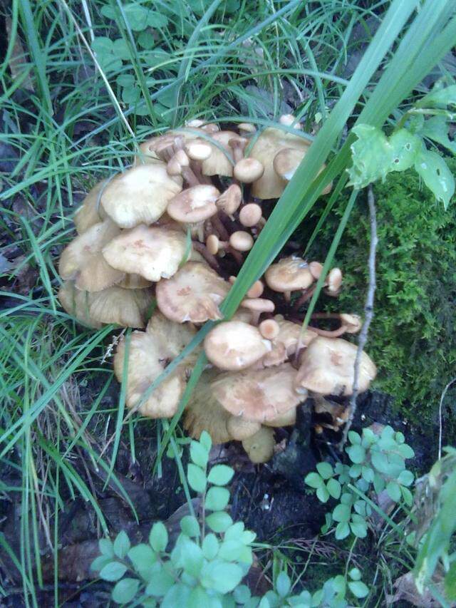 正品四川土特产 野生蘑菇青冈菌茶树菇干货 食用菌山珍 原生态