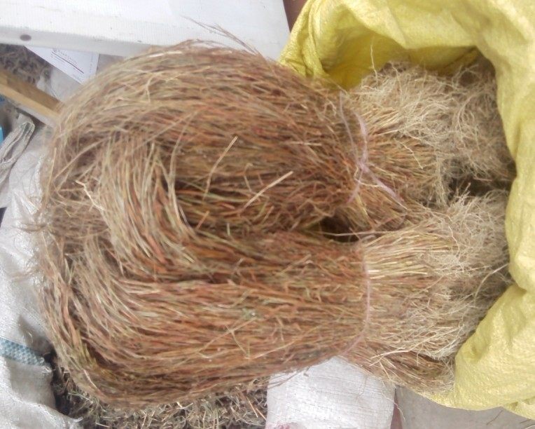 野生中草药金丝草 黄毛草 猫尾草 笔尾草 金丝茅 干品货