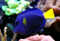 Sea creatures purple hanging sea fish corals arrive twice a week Welcome to consult a single batch of zero and part-time