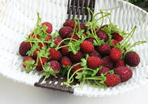 Simulation of small number fruit simulation fruit model simulation fruit prop simulation mountain fruit simulation mulberry fruit