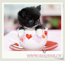 Pet consignment Pet transportation Shenzhen special car picks up pets to the airport Xili Futian