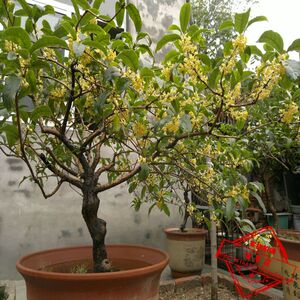 惠嫁接桂花树苗 桂花盆栽盆景 流苏嫁接丹桂金