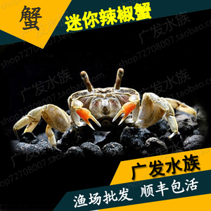 你辣椒蟹活体 深水蟹 草缸除藻吃涡虫 可混养小