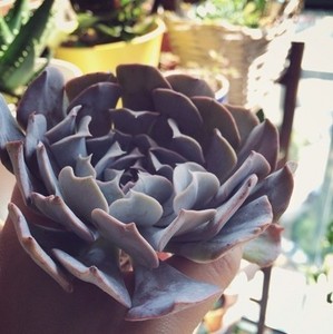 多肉植物 利比里亚 很大颗 粉紫色 特别漂亮 货