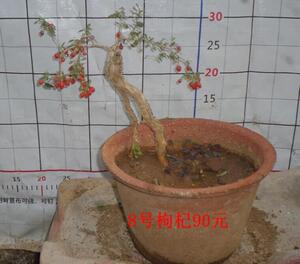 佛龟堂一物一拍小叶红果枸杞盆景优惠价90.00