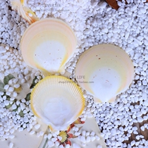6-7cm natural big white shell scallops sun and moon shells hand-painted graffiti diy material kindergarten props fish tank