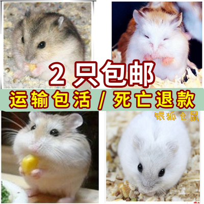 紫仓粮食仓鼠仓鼠不进窝图片