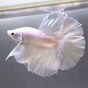 泰国斗鱼 活体宠物打架鱼 马尾 狮王 将军斗鱼