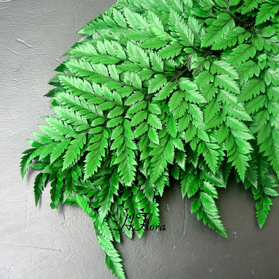 云南永生花保鲜花高山羊齿盒装diy礼盒创意永生花材配材配草配叶图片