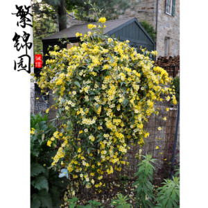 爬藤植物法国香水花美国进口爬墙攀援花卉金钩