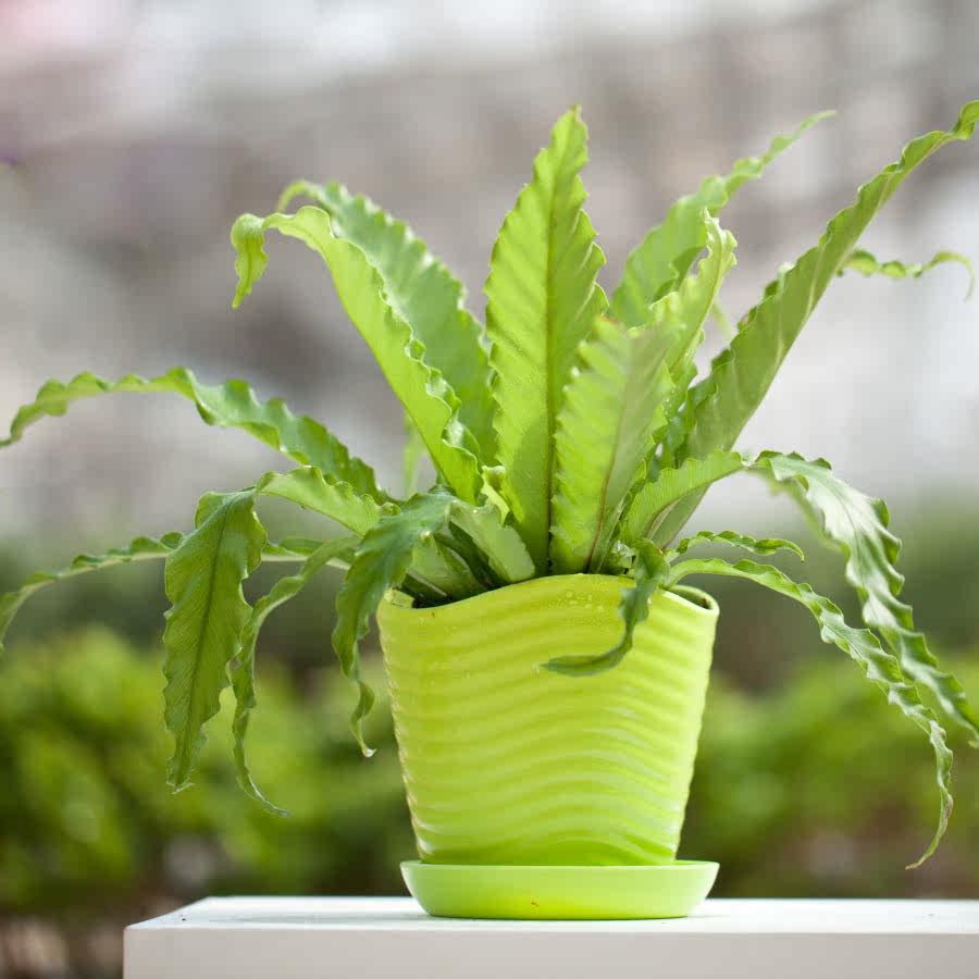 鸟巢蕨盆栽大办公室内花卉迷你植物净化空气阳台绿植防辐射盆景