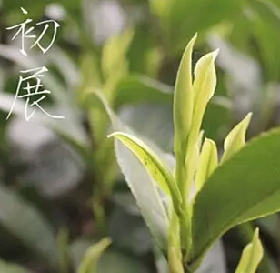 安吉天荒坪云湖茶场