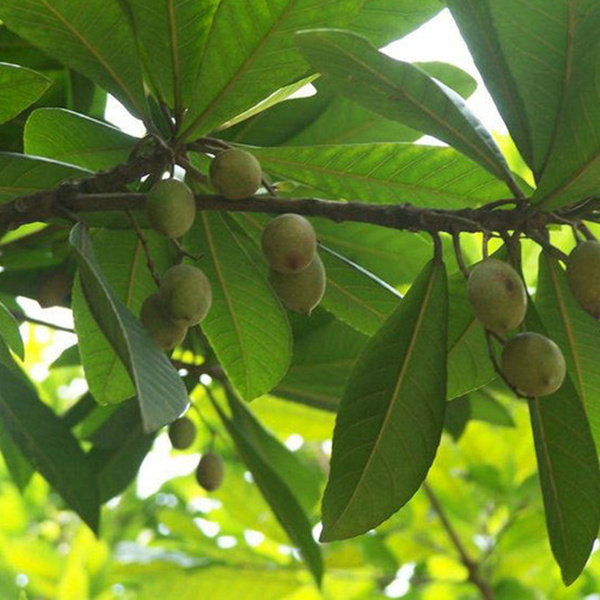 大叶杜英16小叶杜英盆栽室内苗花卉阳台花观花植物