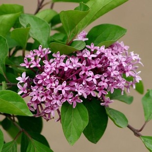 花苗丁香庭院丁香树花卉苗可南北方种植盆栽浓香丁香丁香浓香树苗马蹄莲属于绿通吗图片