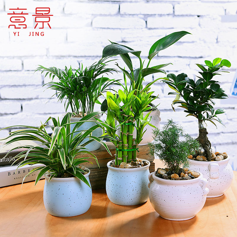 地肤 花卉观叶植物 观赏草净化空气 庭院绿化 水培奇趣植物