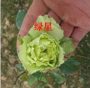 稀有精品大花月季绿星盆栽地栽月季苗玫瑰花苗勤花包对版