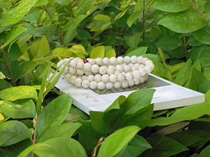 Buddha Beads Natural Bodhi Buddha Beads 108 Buddha Beads Rosary Bracelets Xingyue Bodhi Buddha Beads Bracelets