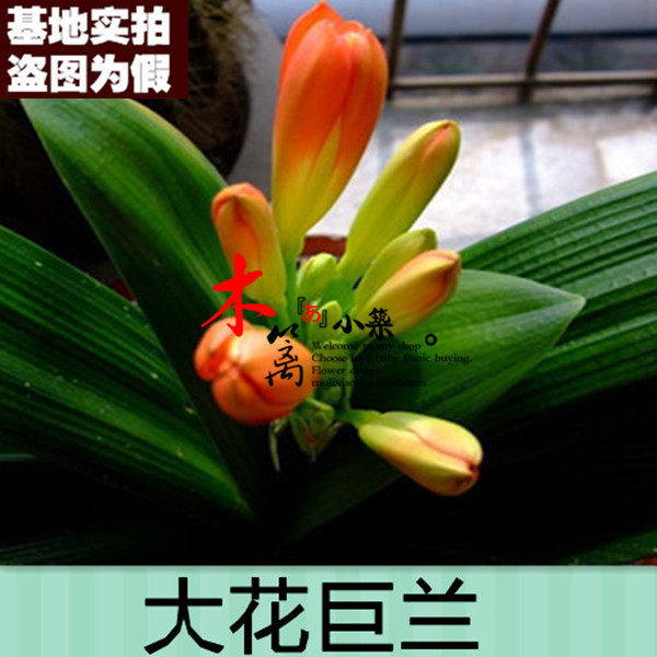 大花巨兰16盆栽花卉君子兰雀兰君子兰阳台桌面精品君子兰