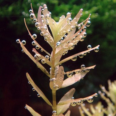 【水草江湖】自养水草 粉红宫廷草 鱼缸 造景 水下叶