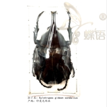 Butterfly: True insect specimens Xylotrupes gideon multiple subspecies rhinoceros gold tortoises