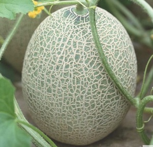 西州蜜瓜1个 3斤左右 哈密瓜 新鲜水果 武汉满