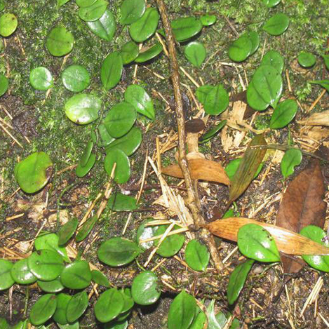 真正野生新鲜抱石莲瓜子腾金龟藤抱树莲瓜子菜飞连草石瓜子肉石斛