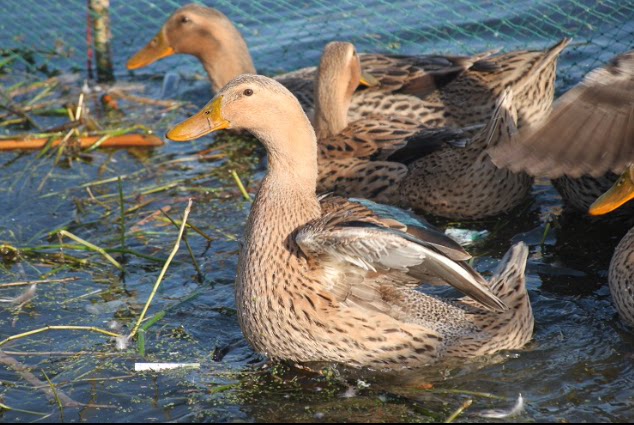 现杀农家2年散养老鸭水鸭土鸭子,江浙沪皖一只起拍顺丰包邮