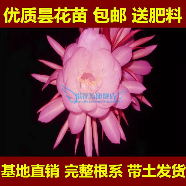 包邮促销昙花 琼花苗 月下美人 颜色齐全 庭院阳台多年生花卉产品展示图5