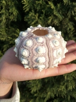 Natural sea urchin shell purple sea urchin heart-shaped gallbladder Wanjia lights creative decoration platform fleshy container conch
