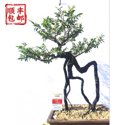 名贵小叶紫檀盆景树桩室内绿植紫檀盆栽四季常青植物黑檀木黑骨茶图片