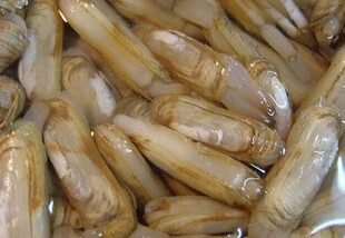 海鲜 闽南鲜活批发海鲜蛏子 海蚬子 鲜活竹蛏子 鲜活海鲜水产贝类
