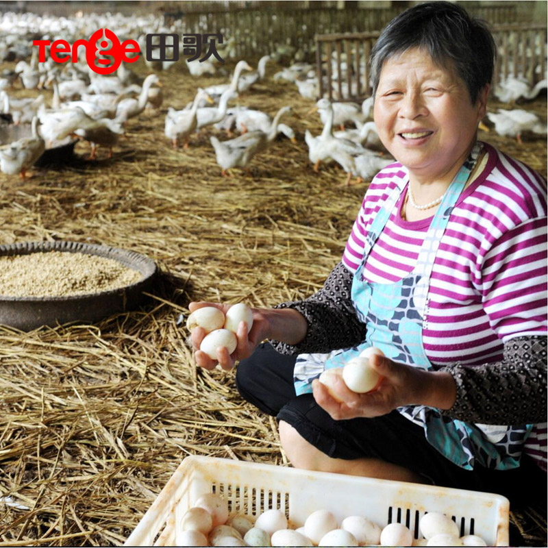 田歌鸭蛋 咸鸭蛋正宗 蛋黄沙油 土特产非海鸭蛋非烤鸭蛋60g*20枚产品展示图3