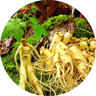 【特价】中草药 原包人参种子 中药之王 名贵药材种子 滋补养生人参约