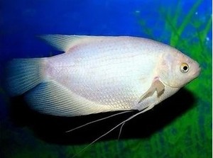 热带鱼观赏鱼大型鱼混养 招财鱼风水鱼 战船鱼