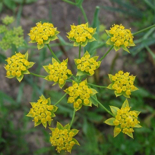 柴胡盆栽室内苗花卉阳台花观花植物