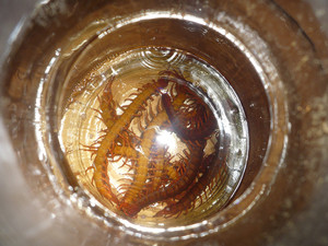 包邮DTY 白酒泡蛇酒蜈蚣酒西双版纳傣族自制白酒蛇酒蜈蚣酒保健酒优惠价118.00元,白沙山泉水精心为您挑选-麦尔网购导航-网购宝