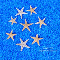 Natural mini flat starfish five-finger micro-landscape drift bottle diy props Mediterranean home decoration shells