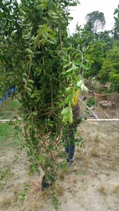 巴西针叶樱桃苗,六年大苗,一年结8次果,带泥发