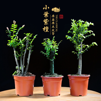 小叶紫檀盆景树苗老桩造型盆栽园艺花卉植物黑骨茶耐寒常青大绿植图片