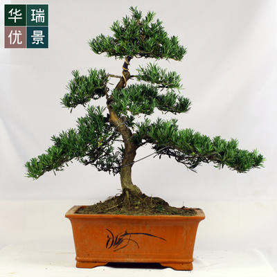 低价 造型小叶罗汉松盆景 室内客厅松柏植物 办公室小盆栽绿植图片