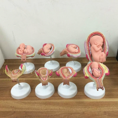 妊娠胚胎发育模型 生育演示 胎教妇科模型 婴儿胎儿发育过程包邮