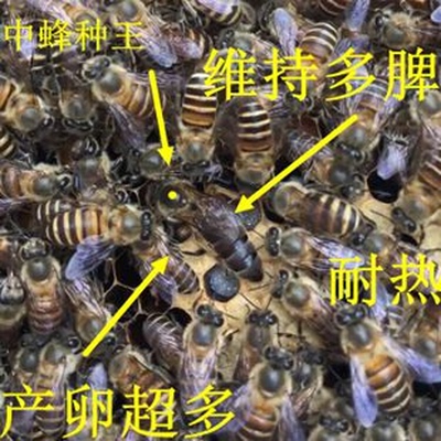 优质中蜂蝴蝶种王活体新开产王v蝴蝶蜂王中华蜂王蜜蜂产卵王出售蜂王整形图片