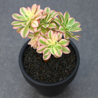 植物员外 艳日伞老桩一物一拍 莲花掌属法师多肉植物 绿植盆栽