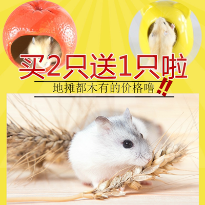 布丁宠物仓鼠仓鼠三线仓鼠活体宝宝鼠诗句仓鼠宠物紫仓宝宝银狐赞美大熊猫的活体图片