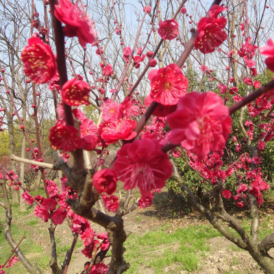 梅花树苗 红梅花腊梅冬梅乌梅盆栽浓香型 庭院耐寒植物风景树苗