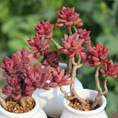 20年胧月老桩图