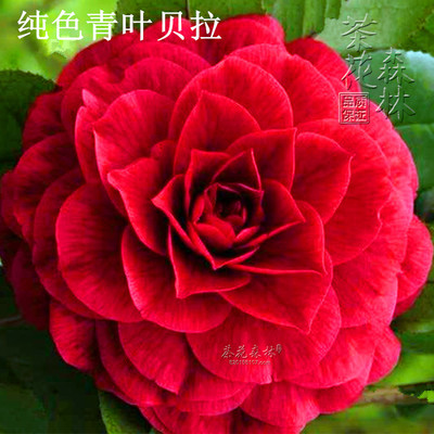 青叶贝拉茶花大玫瑰树苗阳台庭院绿植花卉复色花盆栽茶花森林包邮图片