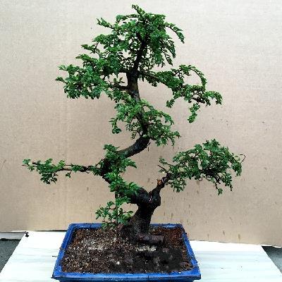 小叶榆树苗室内办盆栽榔榆公瘩绿植盆景室庭院树盆景树桩疙苍古榆图片