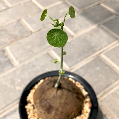 富强花卉泰国圆叶立枝山乌龟素可泰非爬藤耐阴植物稀有块根块茎图片